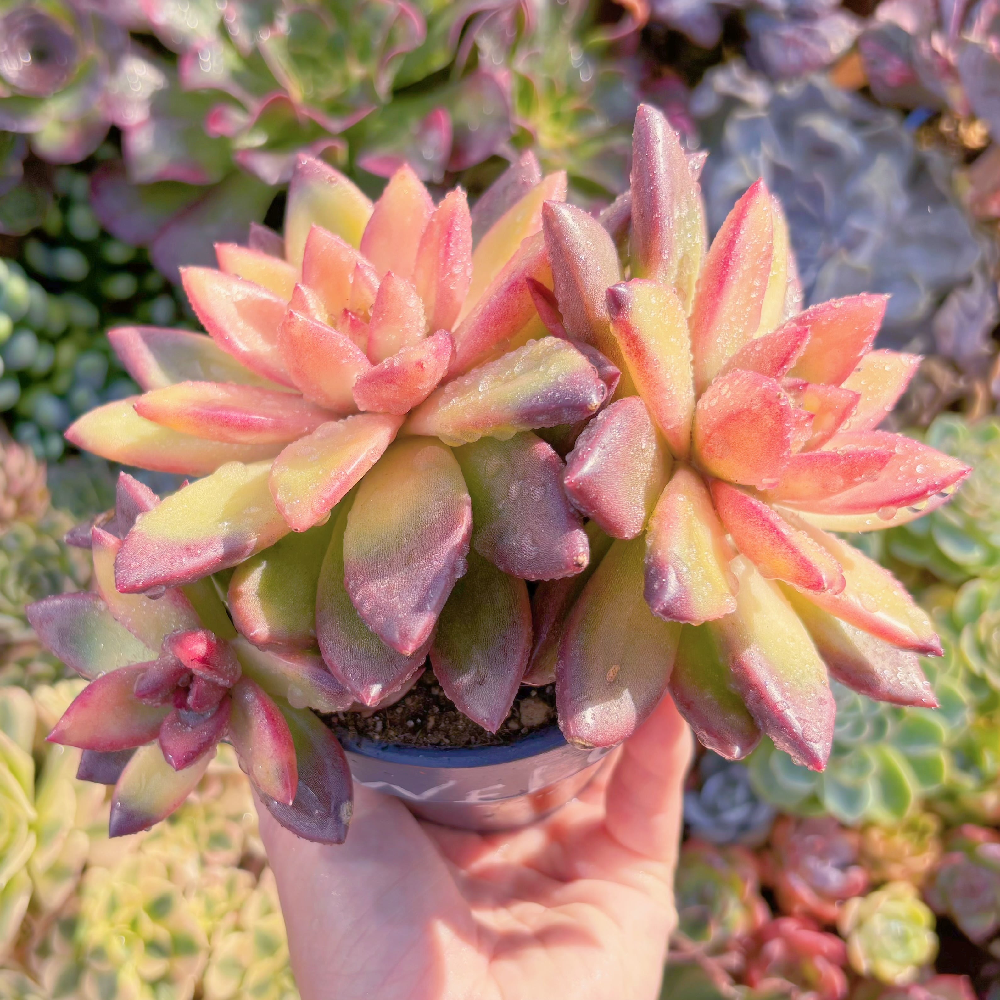 多肉植物 韓国苗 パインローズ錦 現品のみ 現品 パインローズ錦#850 大群生 新入荷 るる農園 | るる農園~多肉植物専門