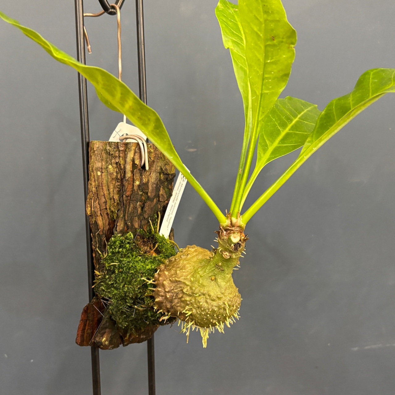 Myrmecodia tuberosa "bullosa" Aimas, Sorong, West Papua【981】