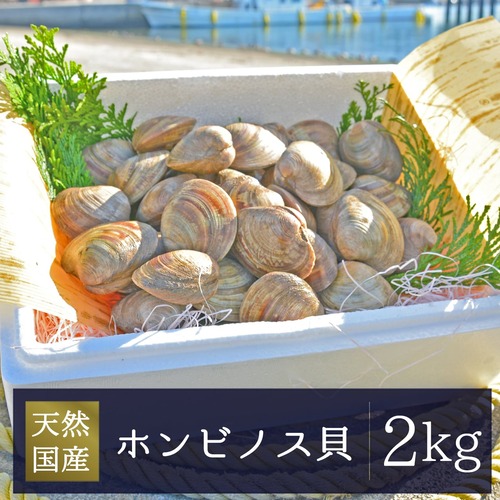2026年2月13日（金）発送【厳選】国産ホンビノス貝 2kg