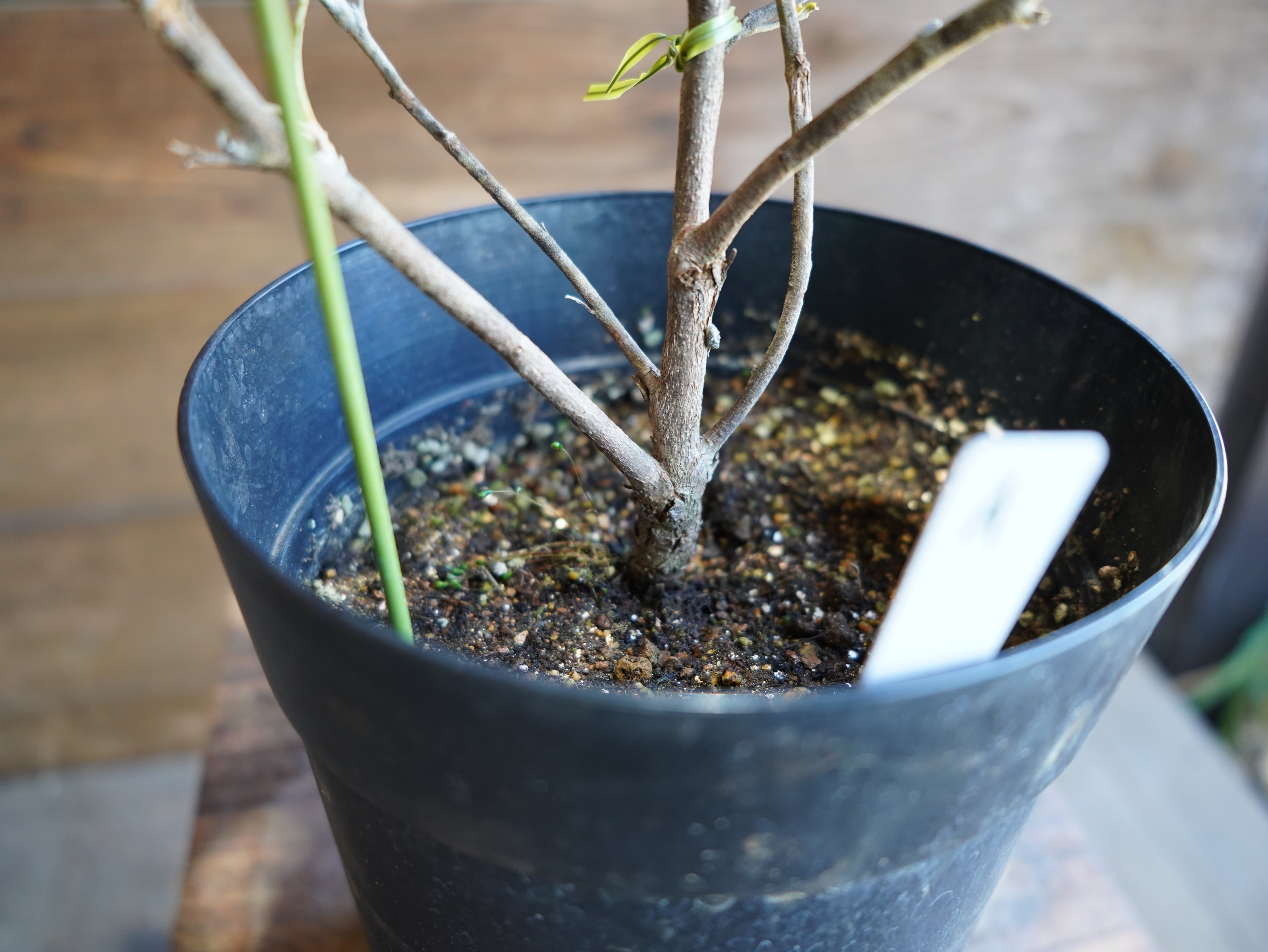 【現物】バンクシア　”バウエリ”　A