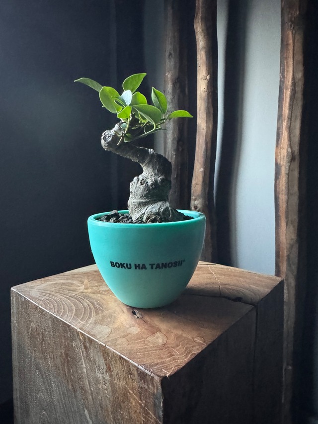 【新着】Ficus microcarpa × ボクタノ鉢【BOKU HA TANOSII】ガジュマル 琉球盆栽