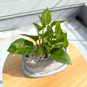 ポトス・グローバルグリーン