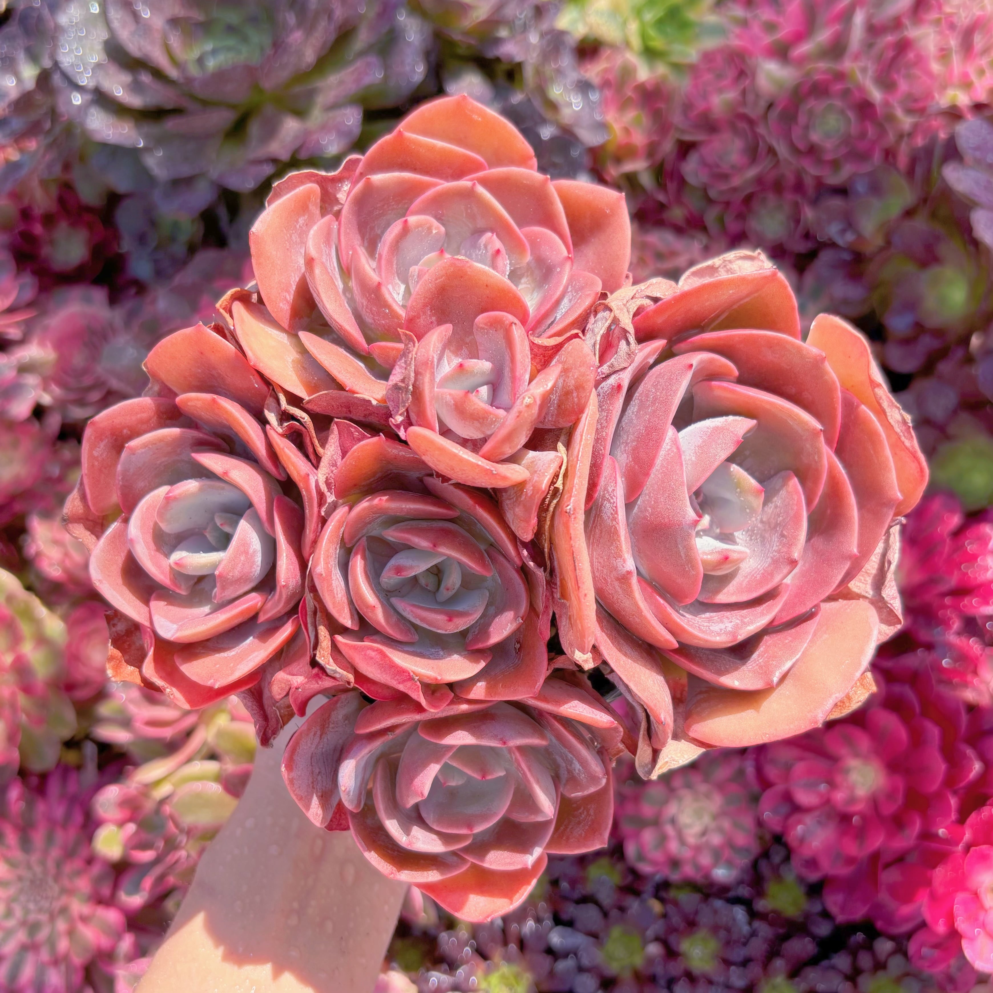 現品　Dusty Rose#M029　大群生　新入荷　るる農園