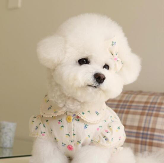 《予約》1102116 カラフルボタンホワイトインナーシャツ