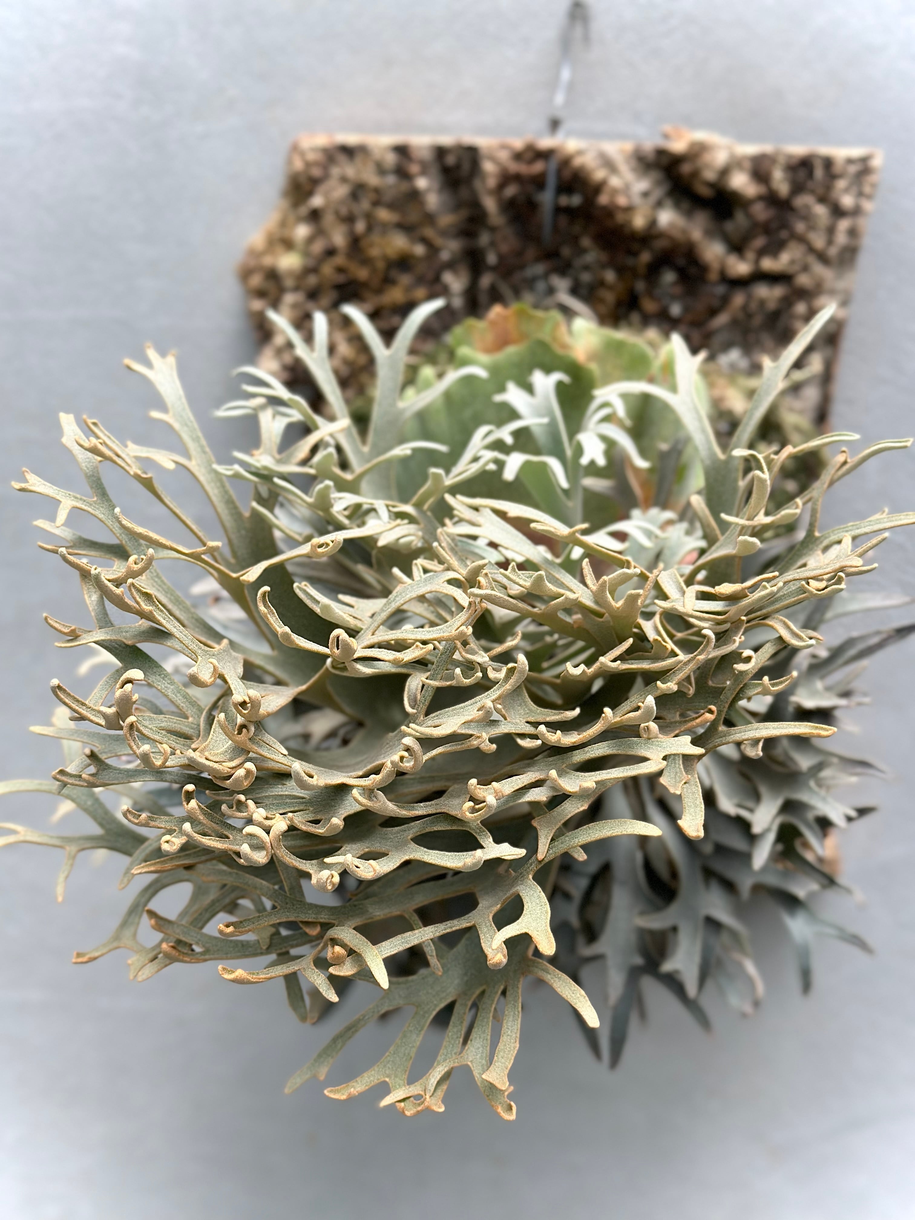 Platycerium_ビカクシダ | vandaka plants