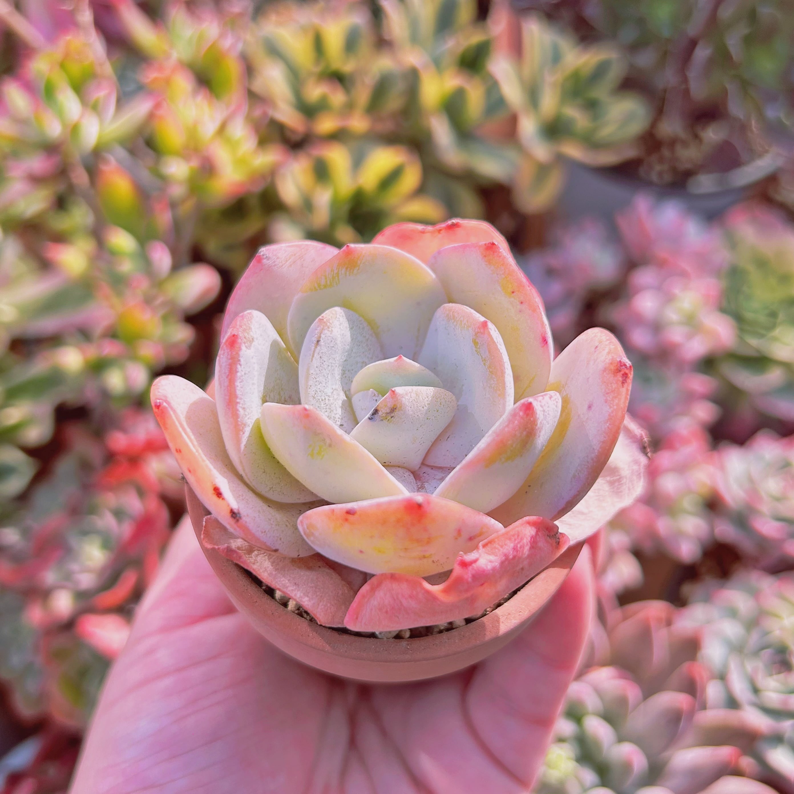 多肉植物 雪影　群生　抜き苗　エケベリア 多肉植物】 『雪影 -ユキカゲ-』 エケベリア属 【いとうぐりーん