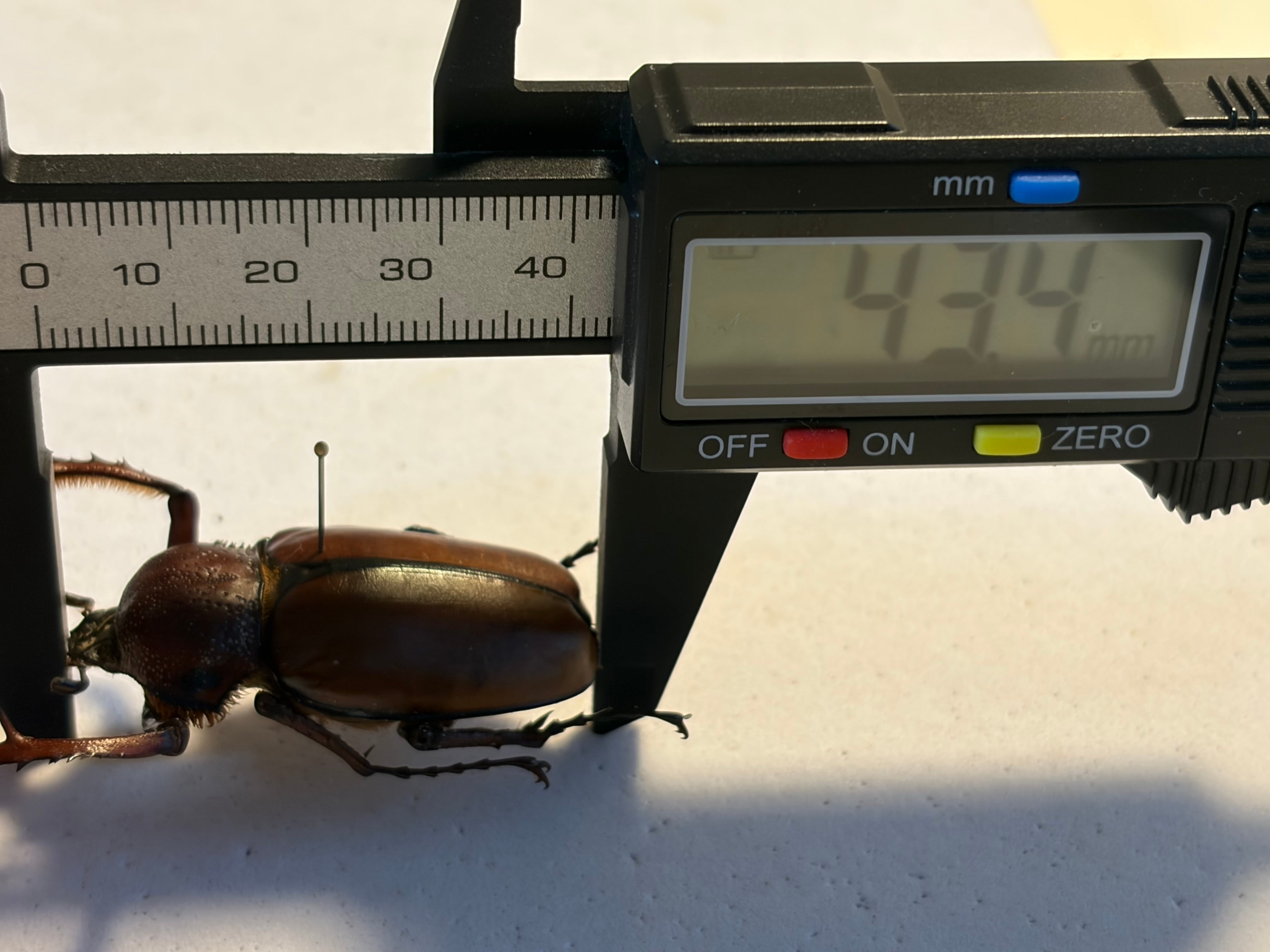38mm♂】トルコヒメテナガコガネ 標本 テナガカミキリ昆虫標本 甲虫