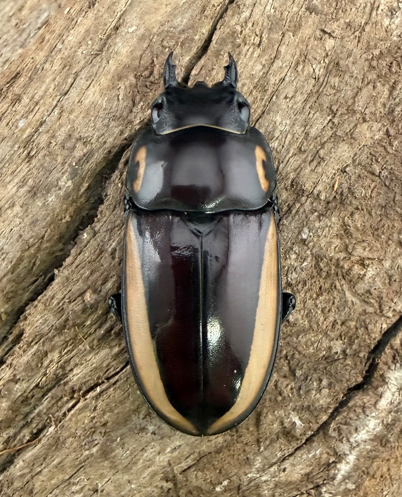 【WF3】《ビソンノコギリ ニューギニア亜種 68mm ペア》