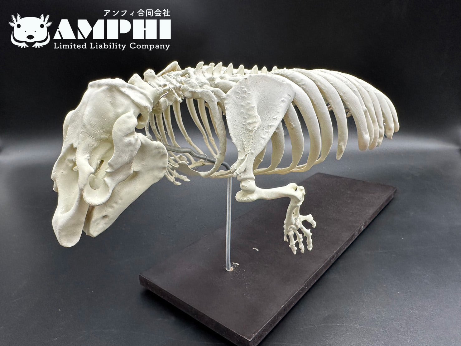 アメリカマナティー 縮小全身骨格レプリカ 1/5スケール | アンフィ合同会社