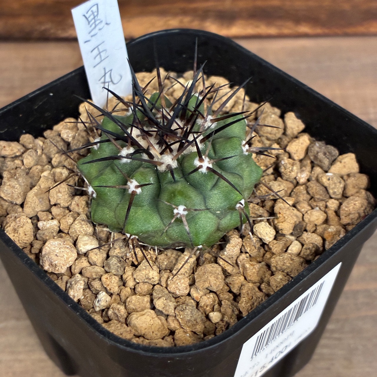 【Copiapoa】サボテン　コピアポア　黒王丸実生【733】【再撮影】