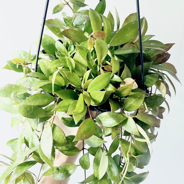 《人気》Hoya ホヤ レベッカ 観葉植物 吊り下げ calm cafe