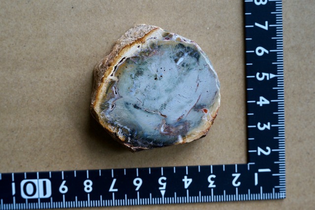 珪化木 Araucarioxylon 19