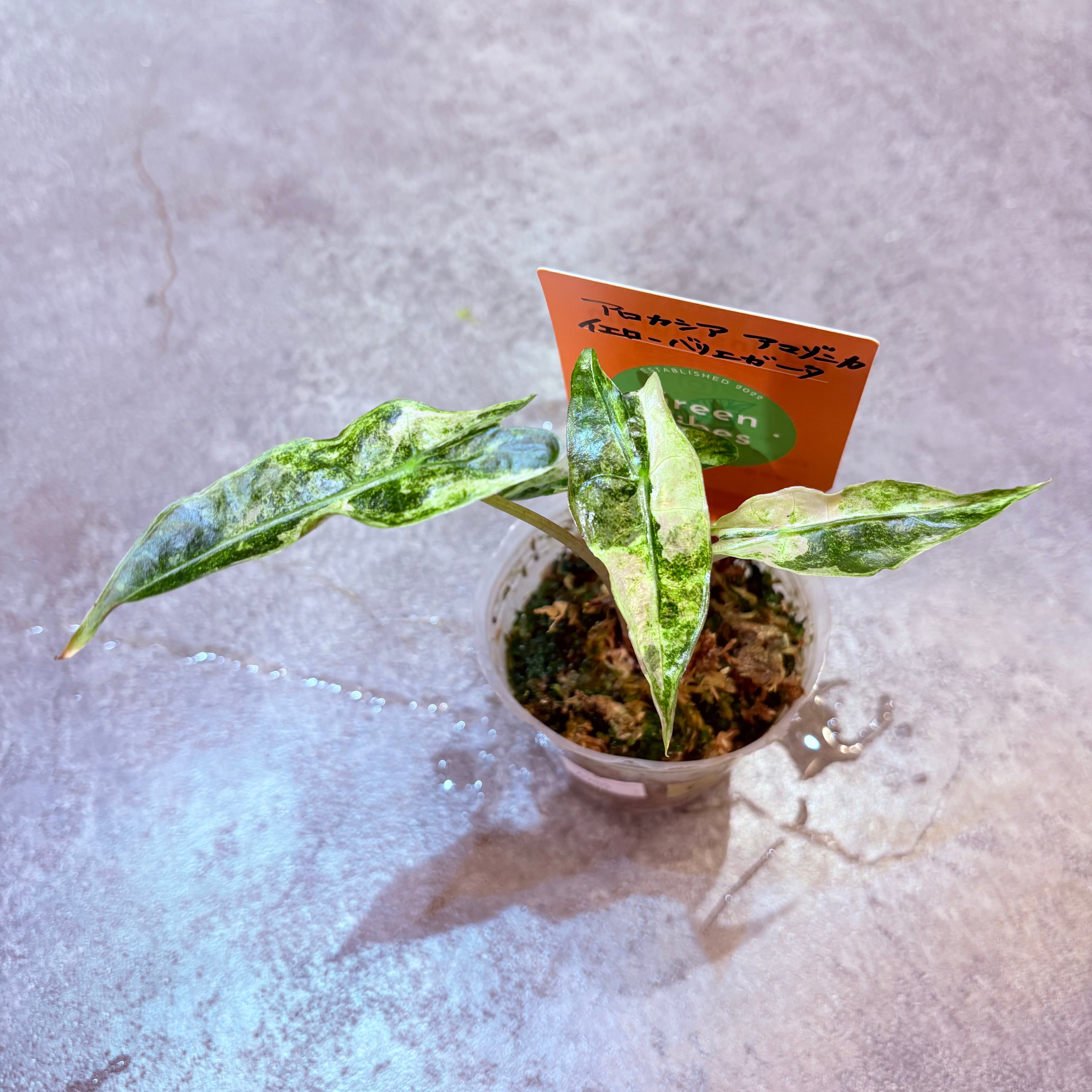 アロカシア アマゾニカ イエローバリエガータ 2.5号【C】 | Green