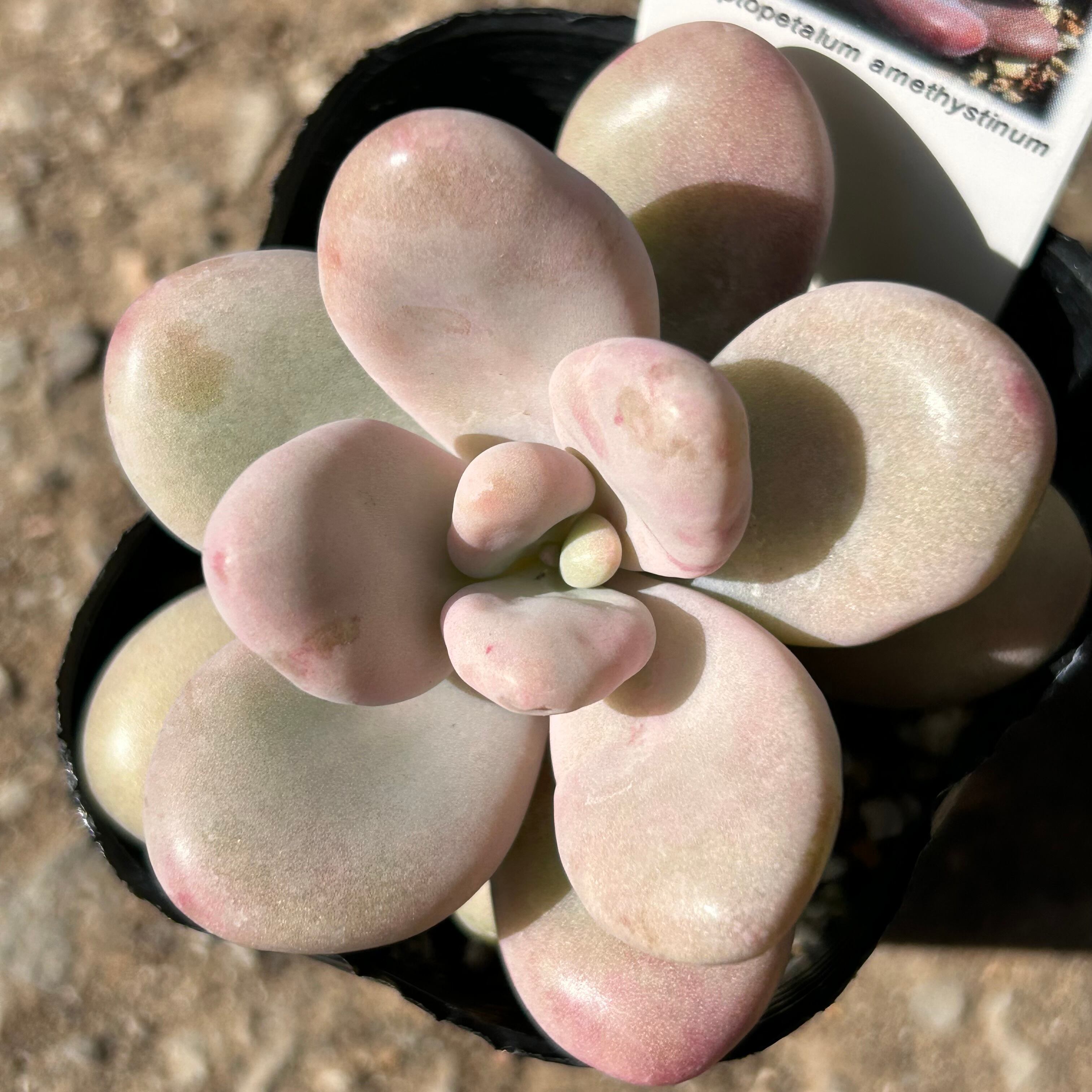 紫牡丹 センペル | RuPo 多肉植物専門店