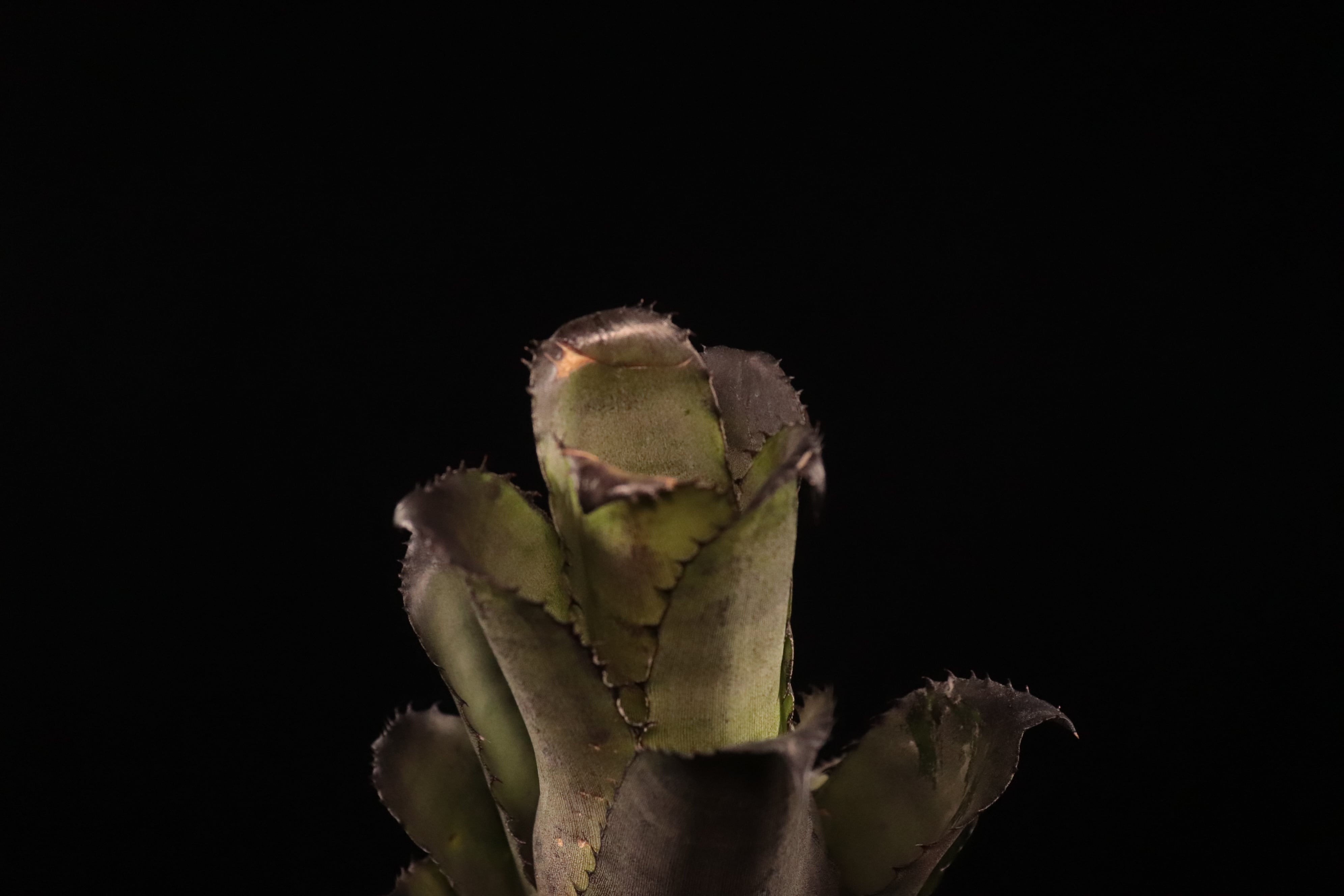 送料無料】Hohenbergia leopoldo-horstii (Double thorn clone