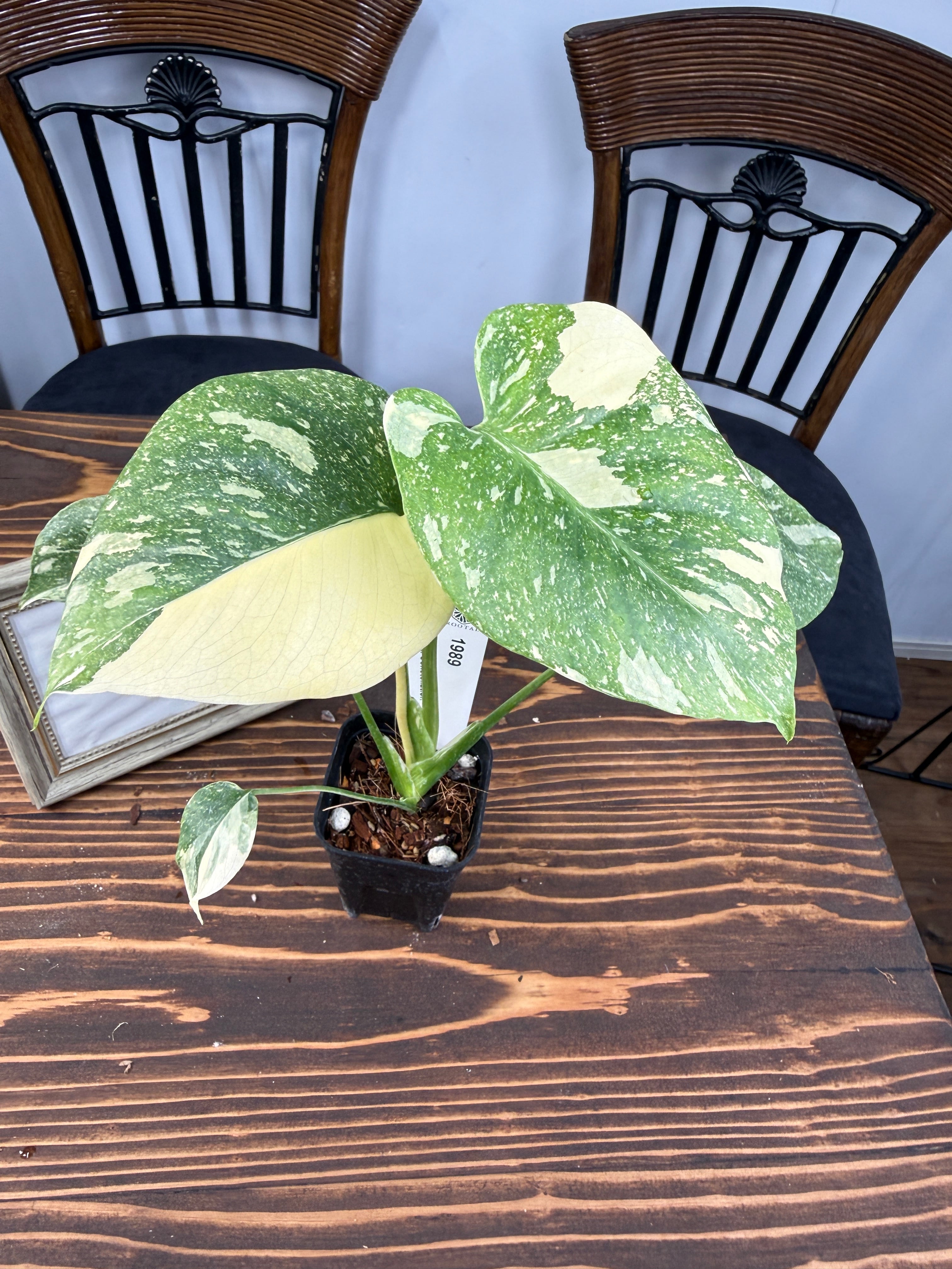 ☆1989【極みの斑】モンステラ デリシオーサ タイコンステレーション