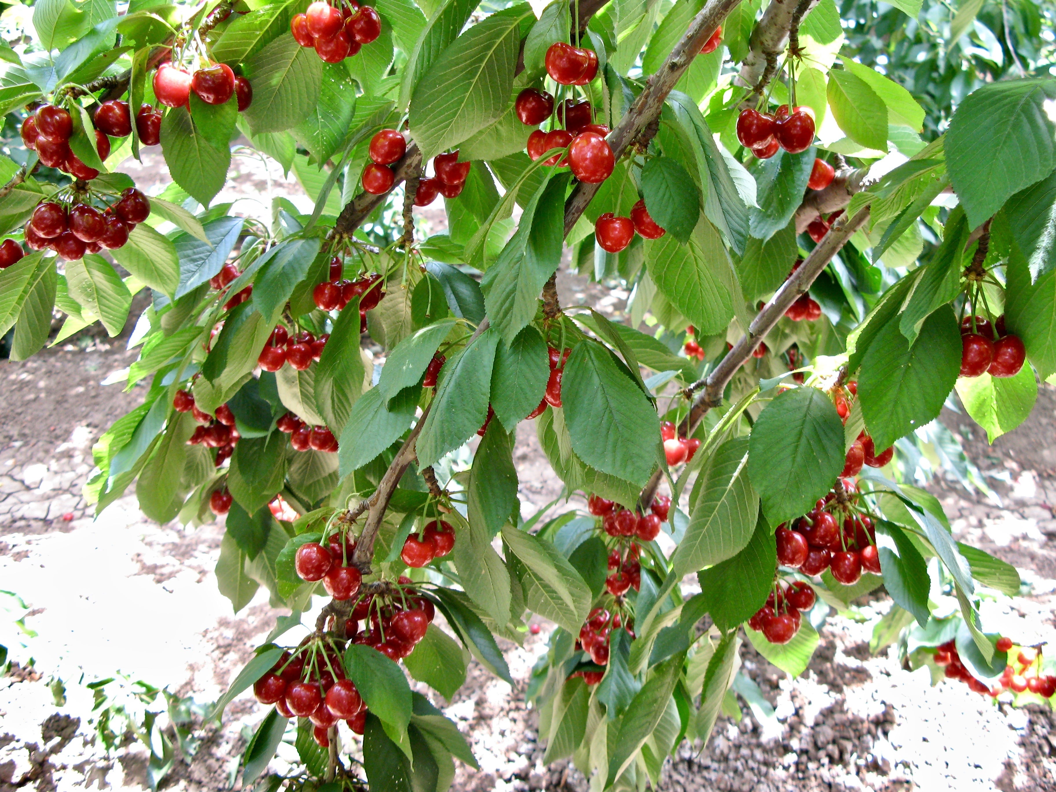 ドライアメリカンチェリー50g 無添加＆天日干し | ドライフルーツ輸入