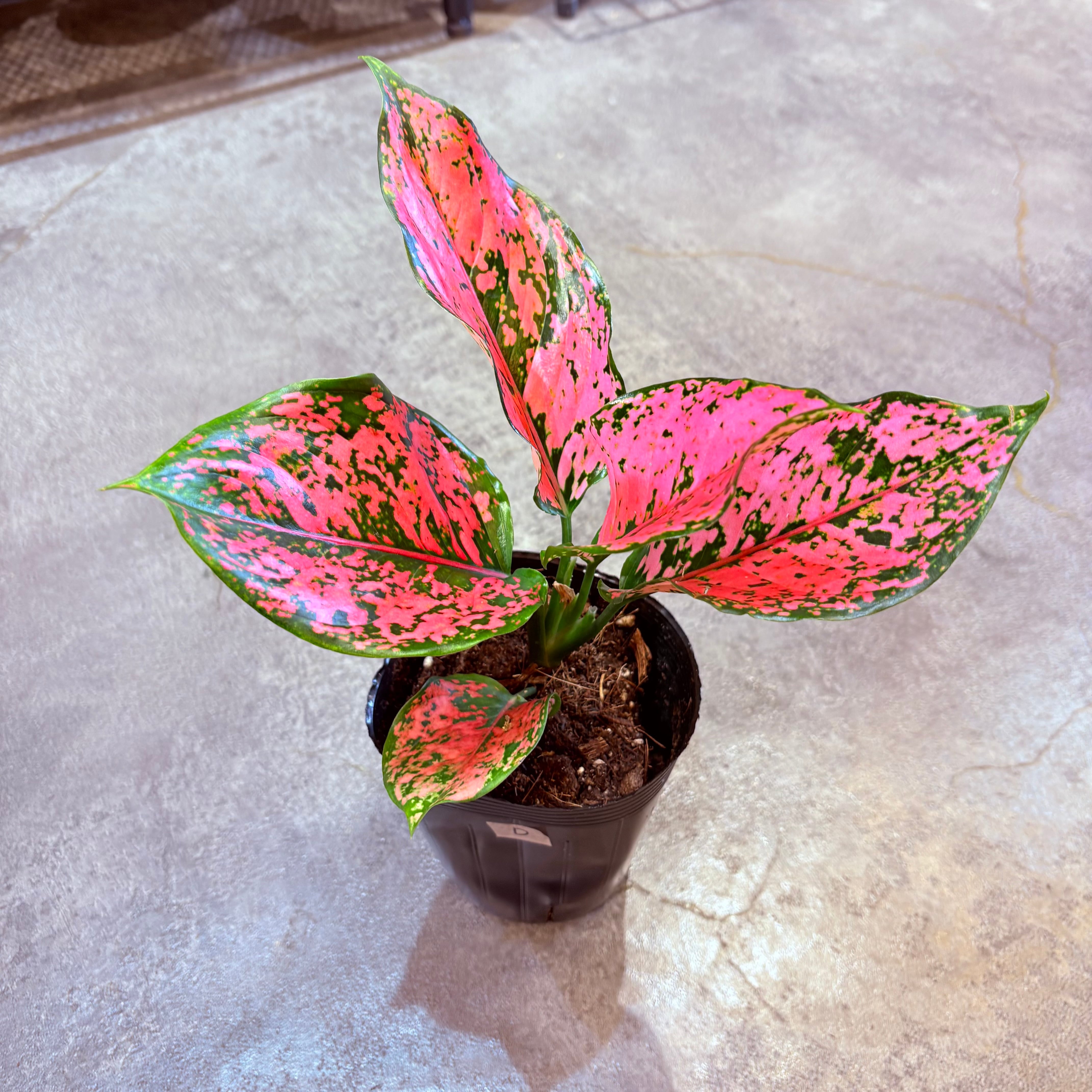 アグラオネマ ニューカンクンピンク 3.5号 D | Green Vibes 宇都宮市の