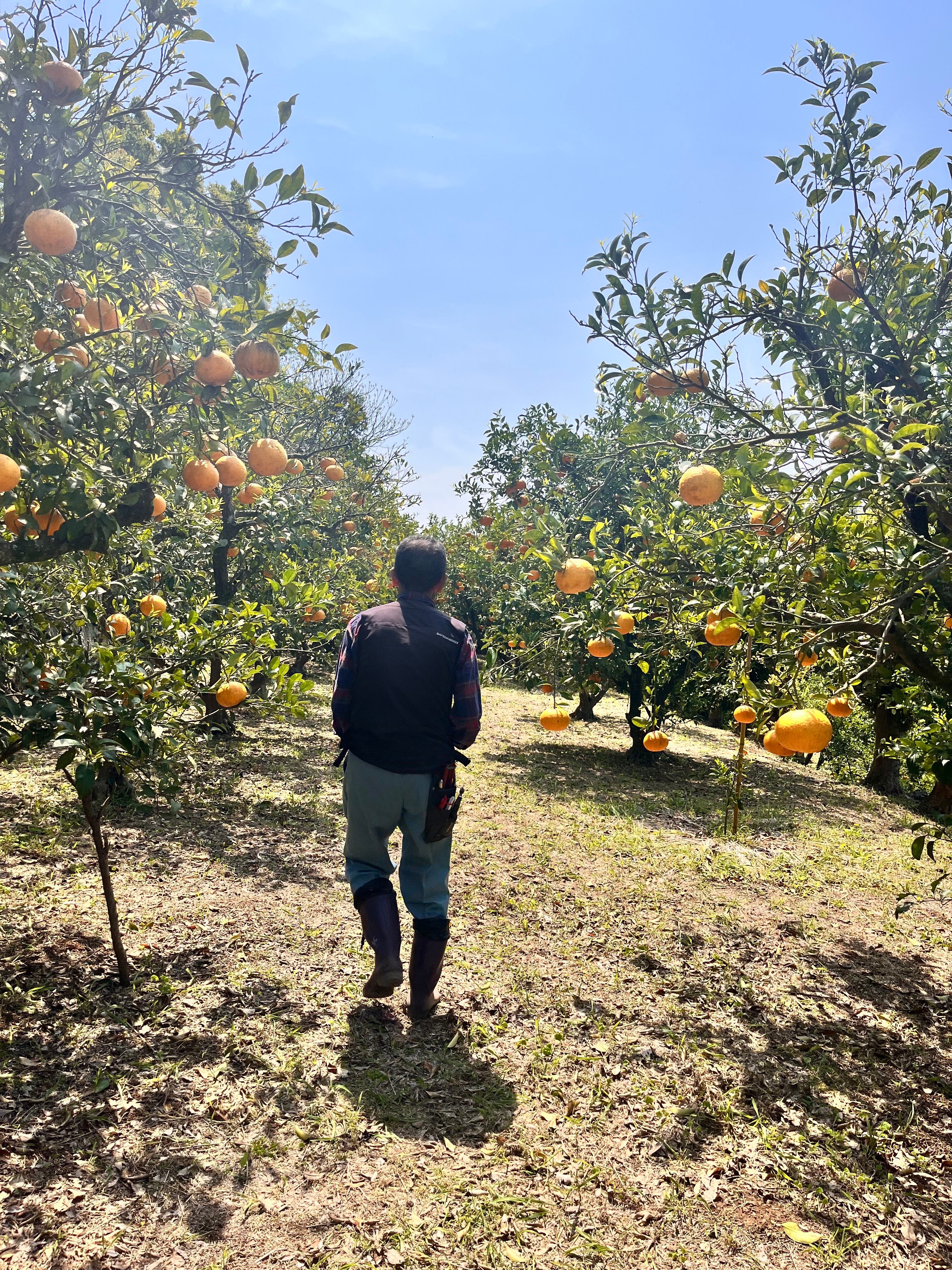 木成り完熟甘夏とカカオニブのマーマレード　自然栽培　津奈木産