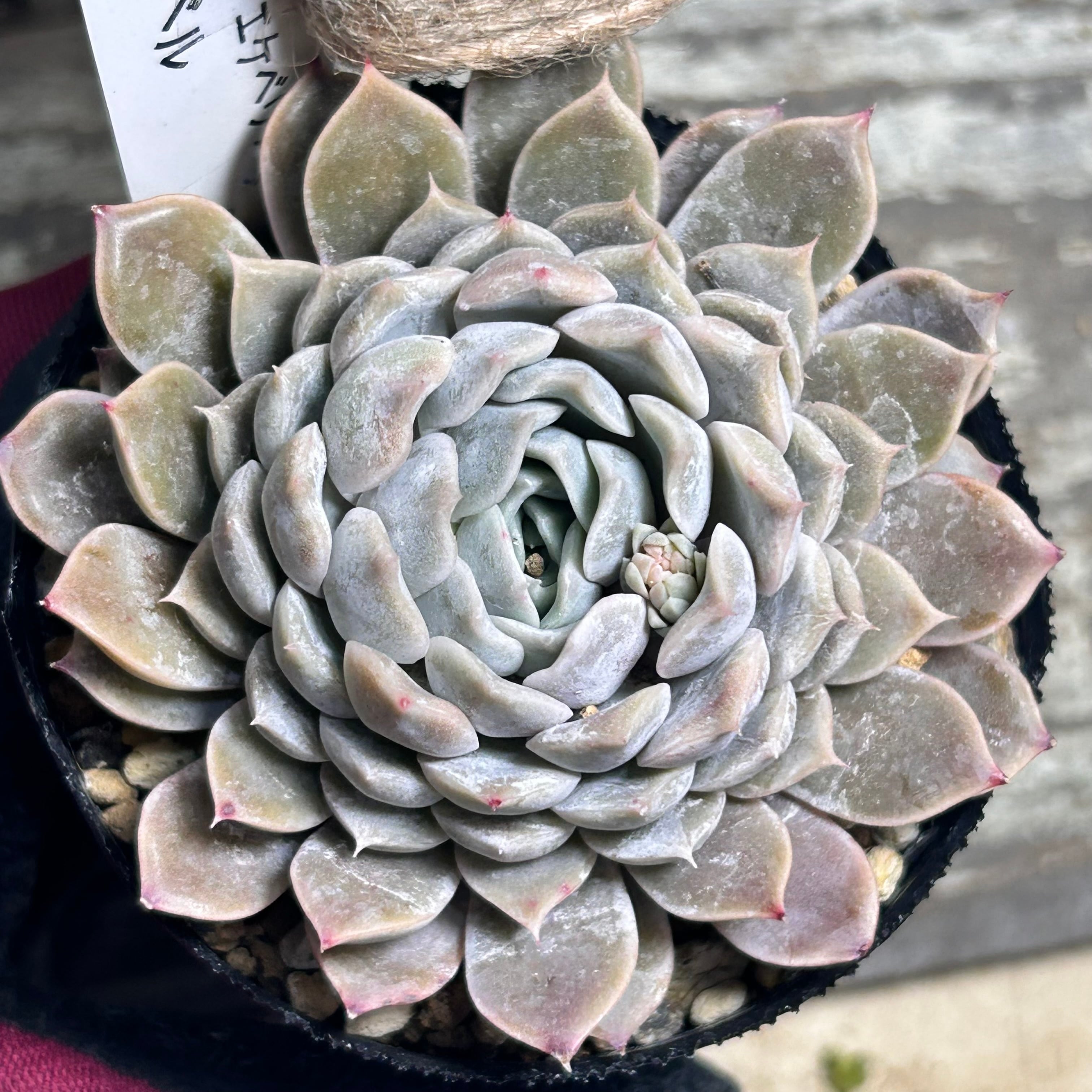 ホワイトミニマ錦 | RuPo 多肉植物専門店