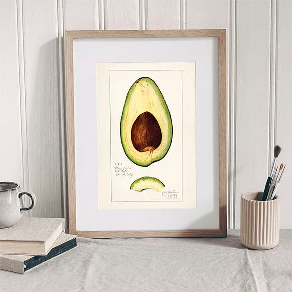 アボカドの断面 / ポスター 写真 ミニマル クリエイティブ 種 断面