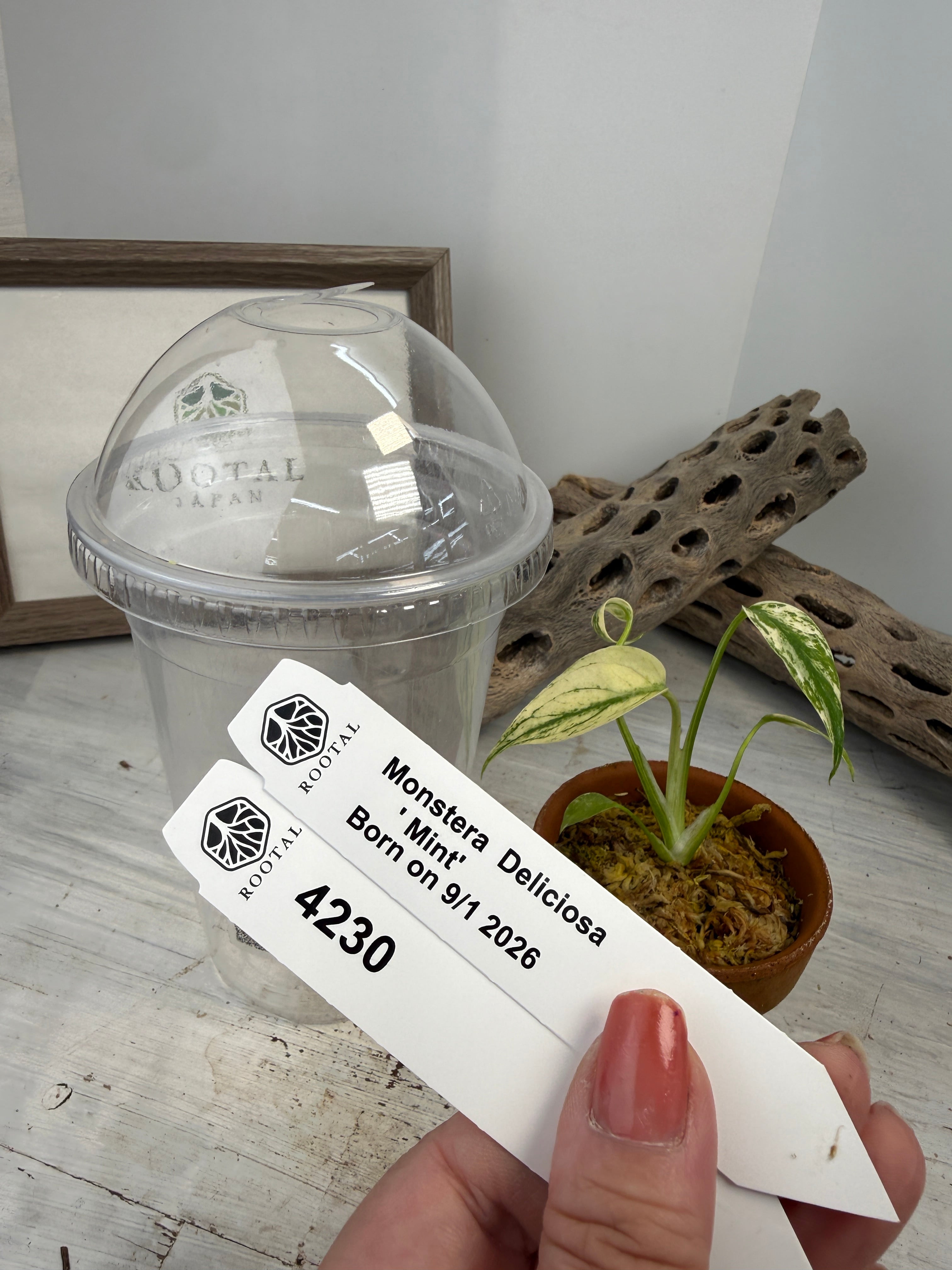 モンステラ | ROOTALPLANTS