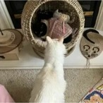 ペットキャットケージ 丸型 スクラッチ 耐性 キャットハンモック