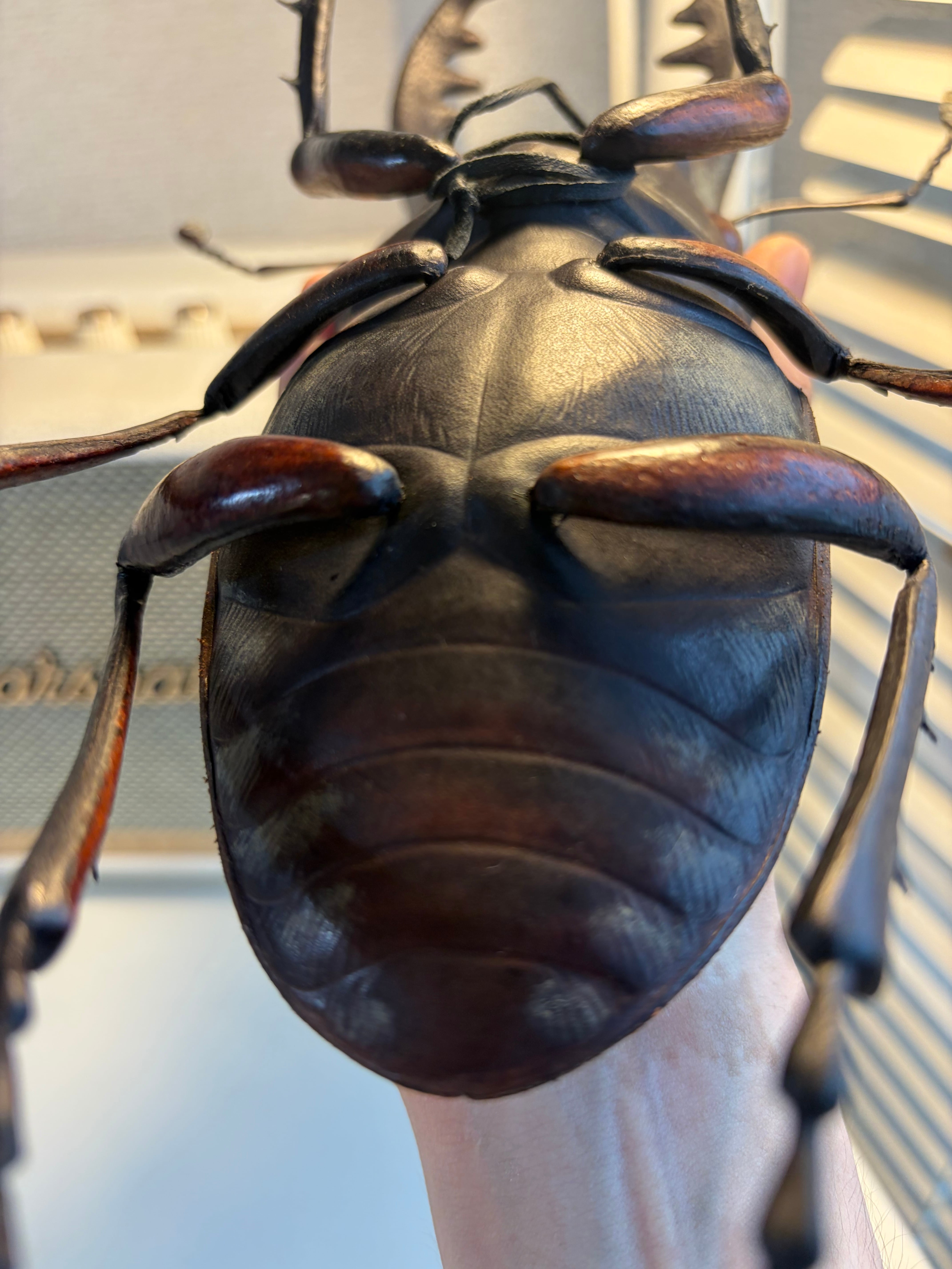 クワガタ (レザークラフト) 足先縦30cm、巾20cm 作者 河野 甲