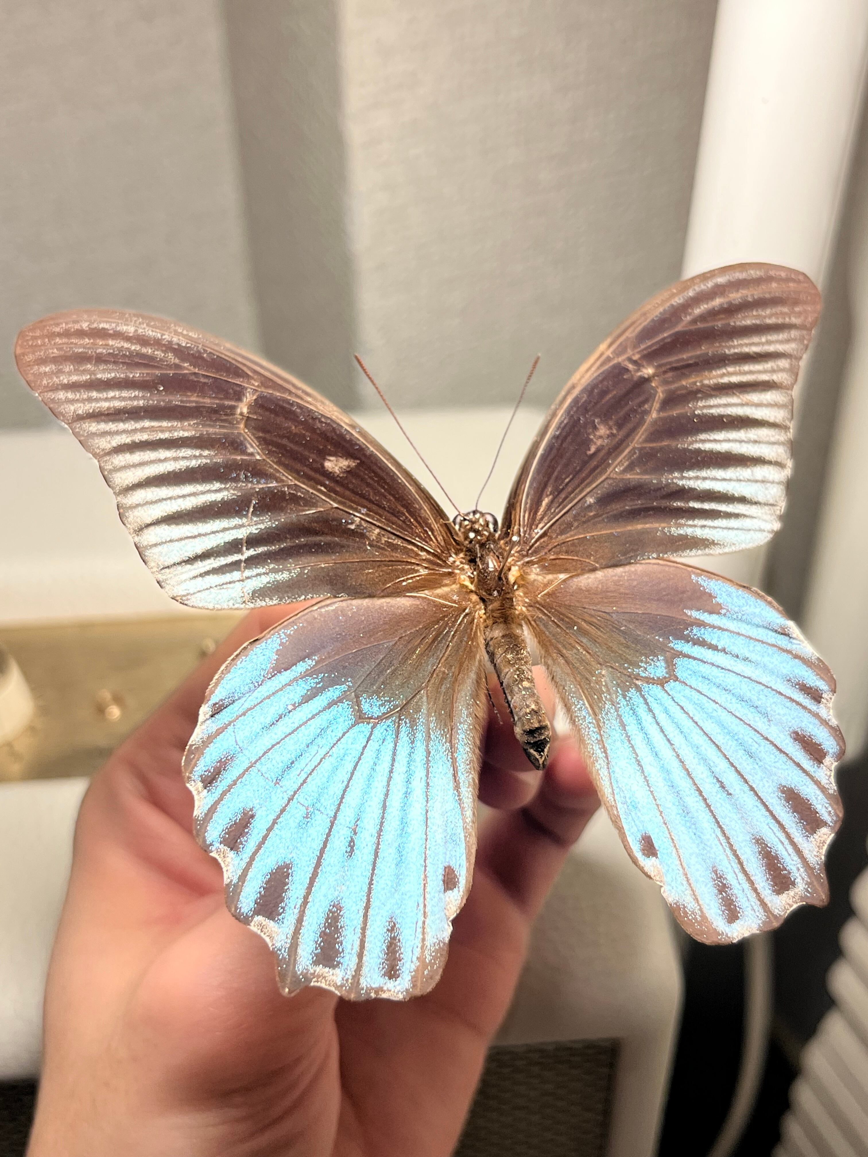 ナガサキアゲハ 外国産蝶標本 標本 野外採集品 モルフォ スルコスキー