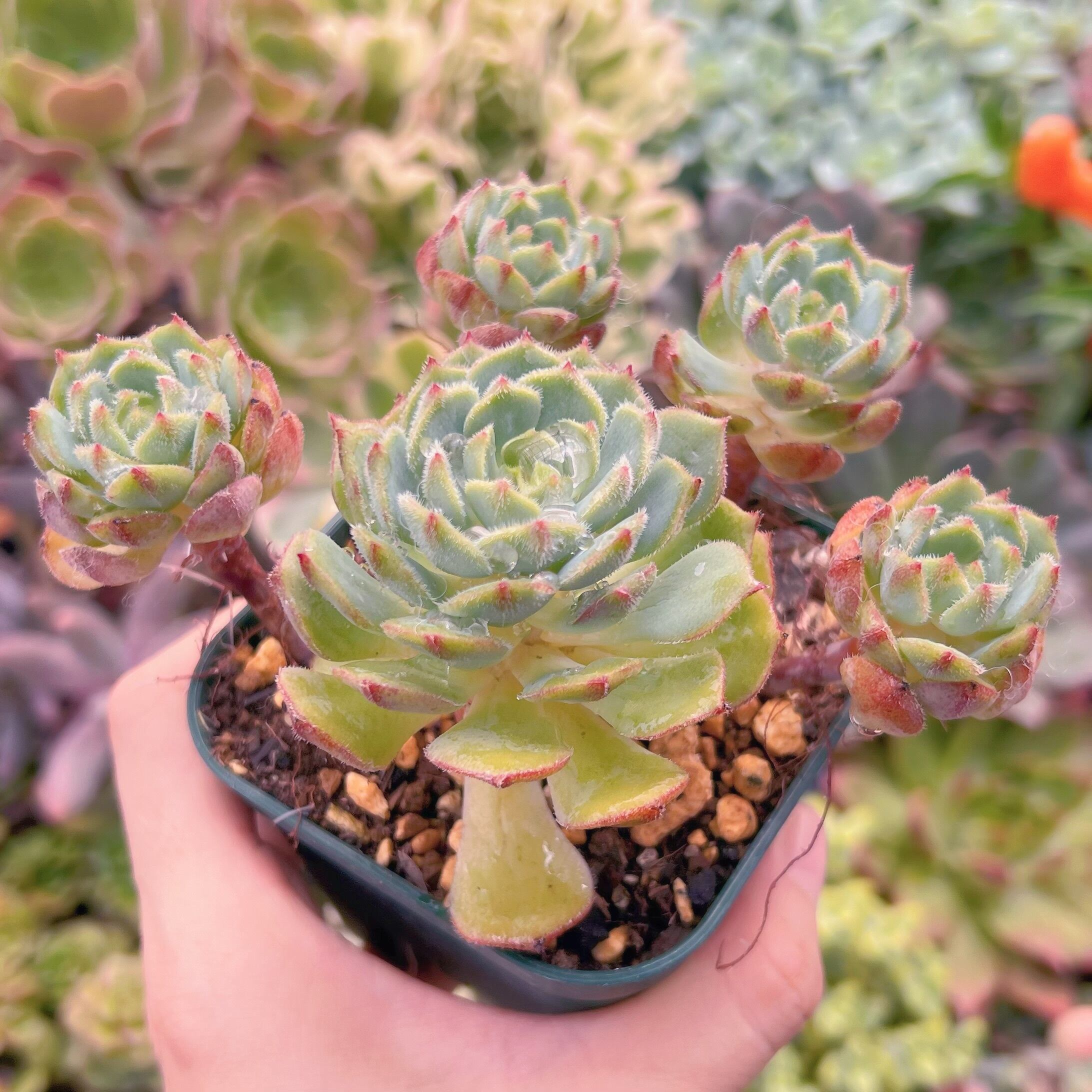 現物　王妃美尼晃#782  るる農園