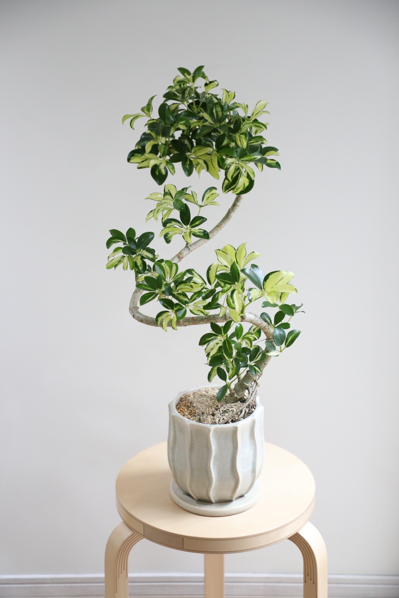 【M】シェフレラ グランディ/ Schefflera　※陶器鉢付き