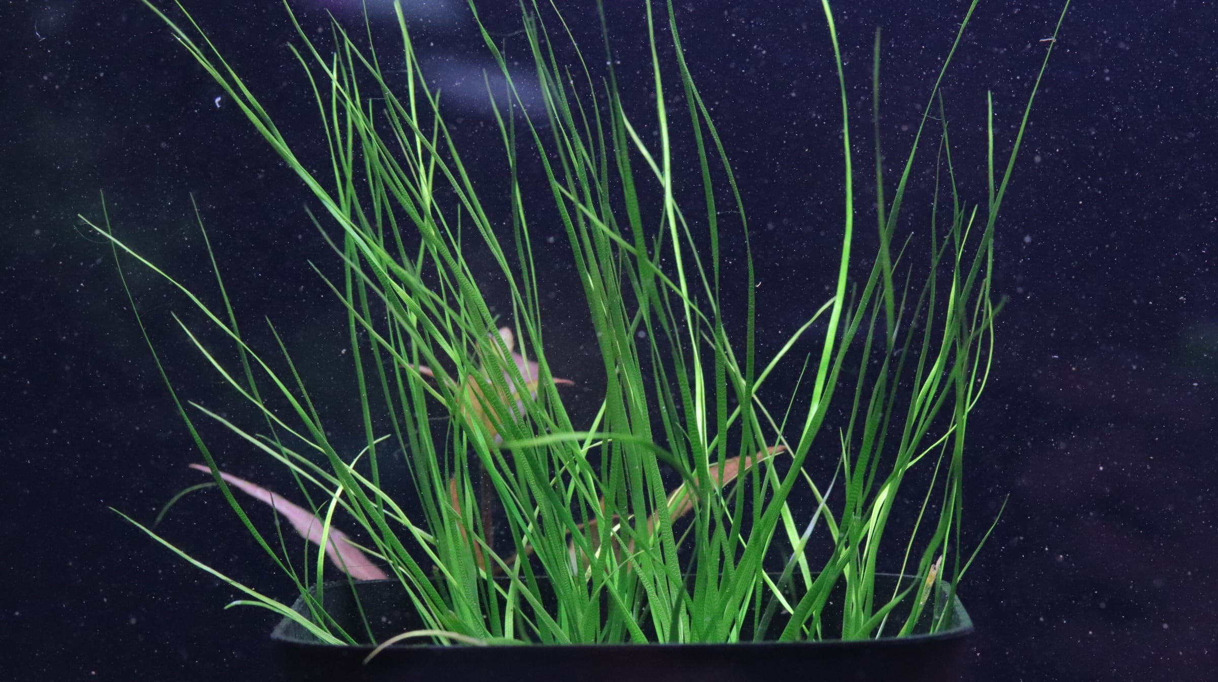水草 | aquarium shop earth
