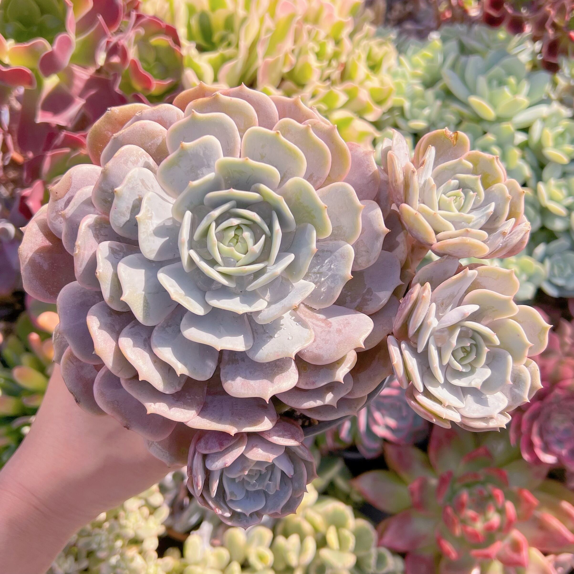 現品　ローラ#739    特大　るる農園