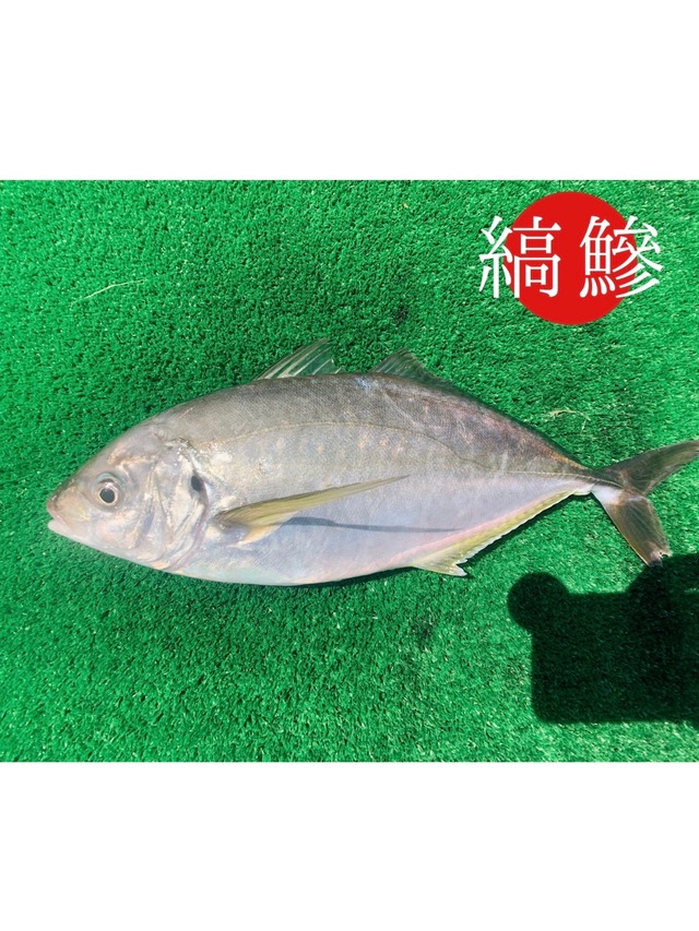 養殖 シマアジ1.0〜1.6kg
