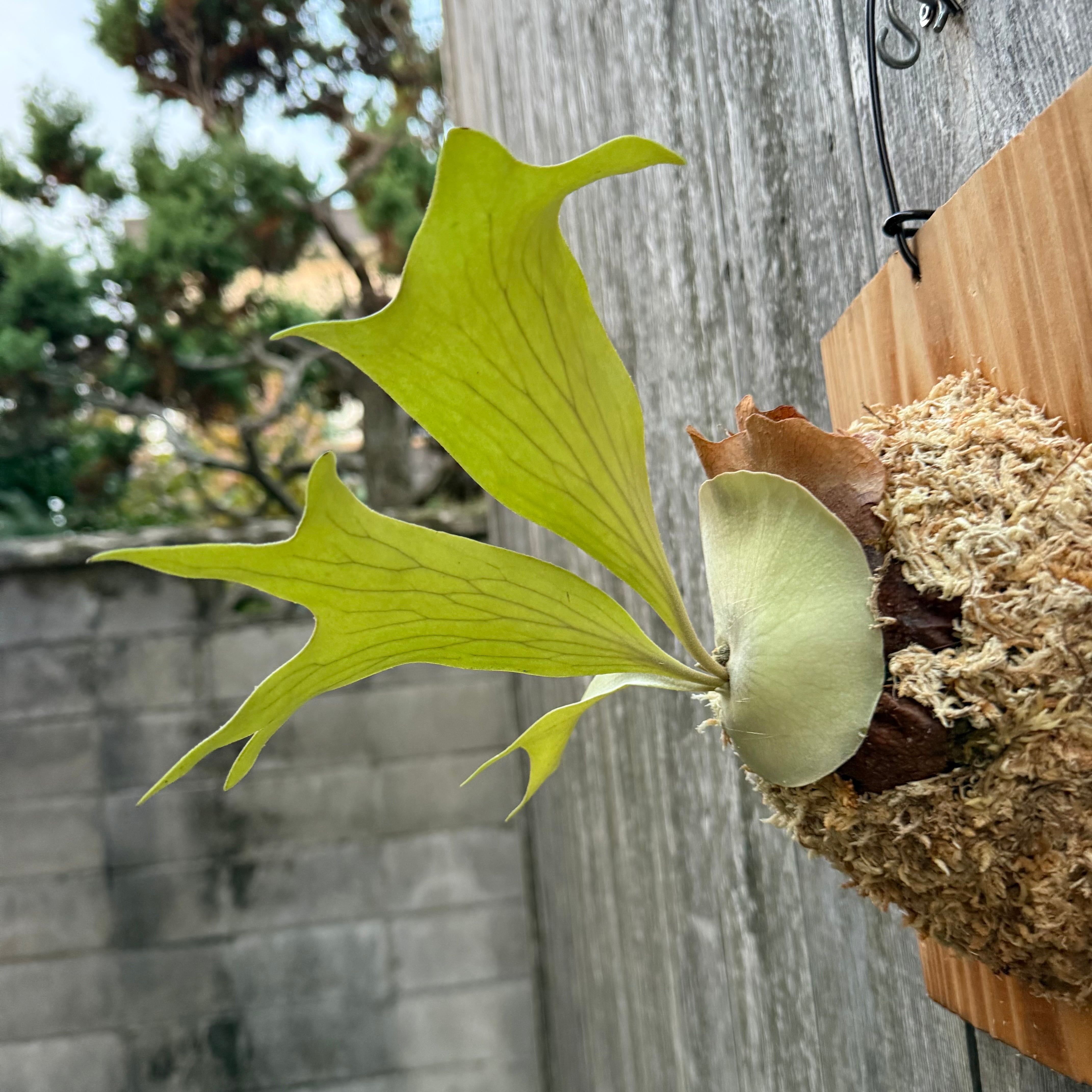 P. hillii cv. Miss Moana (pup) | naturefix