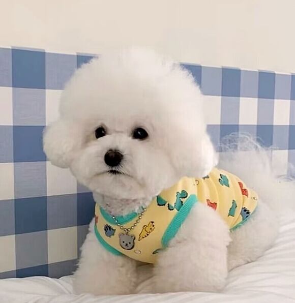 ドッグ 犬 小型犬 室内着 タンクトップ スリム 細身 ストレート 袖無し 肩出し カラフル キャラクター ダイナソー かわいい シンプル カジュアル おしゃれ かっこいい ボーイッシュ スポーティー ルーズ 個性的 キュート アメリカン プレッピー シンプル 恐竜柄 夏 サマーシーズン 男の子 女の子 成犬 お出かけ お泊まり 旅行 公園 休日 ガーデン 庭 ガーデン 朝 散歩 ウォーキング 室内 おうち 楽ちん 普段使い XS S M L XL ホワイト イエロー