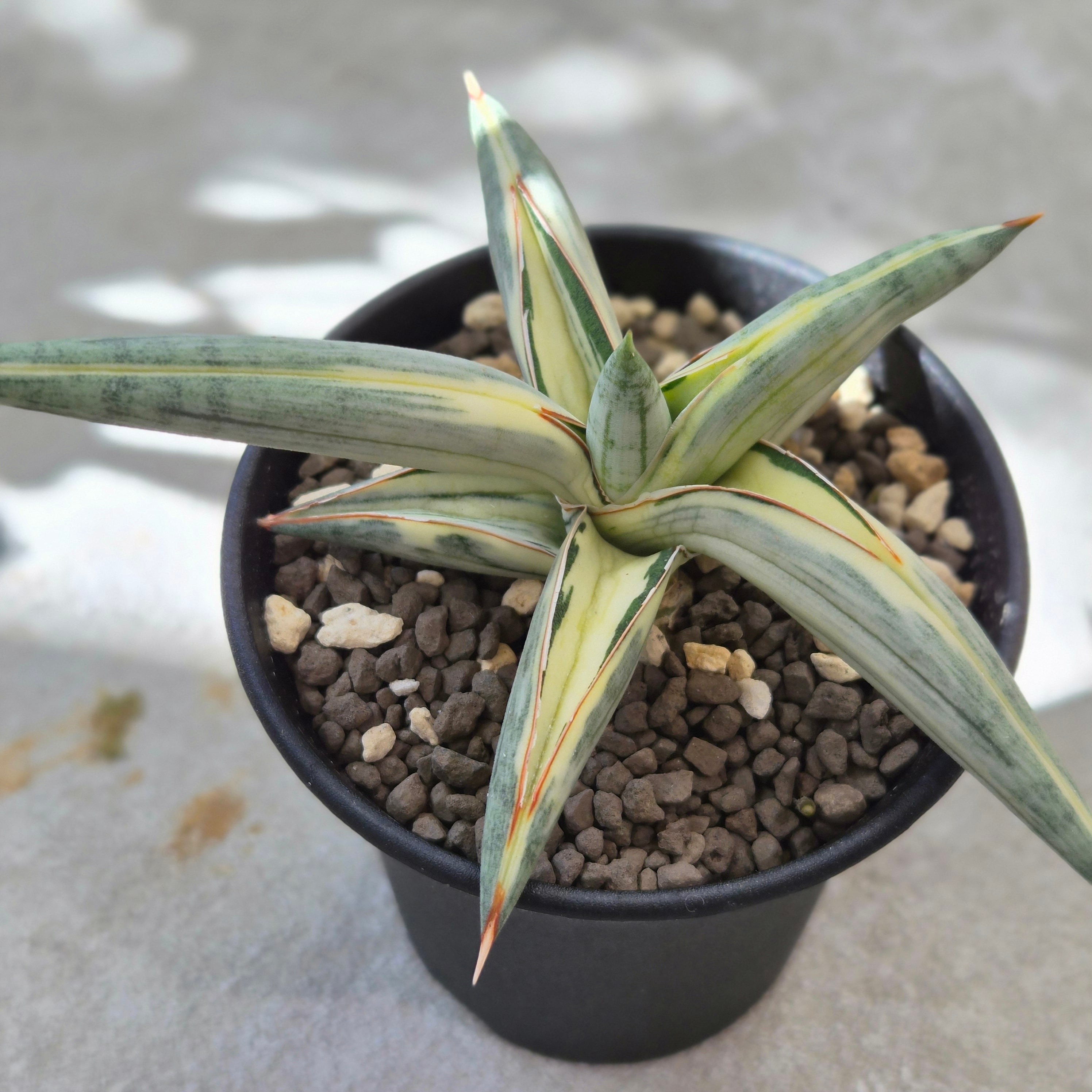 Sansevieria pfeisteri サンスベリア・プフィステリー(M) | Plants Baka