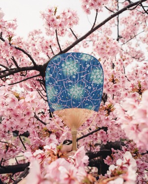 MU046　丸亀うちわ　小判　京ちりめん　青桜    Koban (Oval) shaped Blue cherry blossom pattern of Kyo chirimen