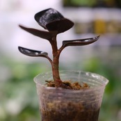 Ludisia discolor var. nigrescens / ルディシア ディスカラー ニグレスセンス④ / 観葉植物