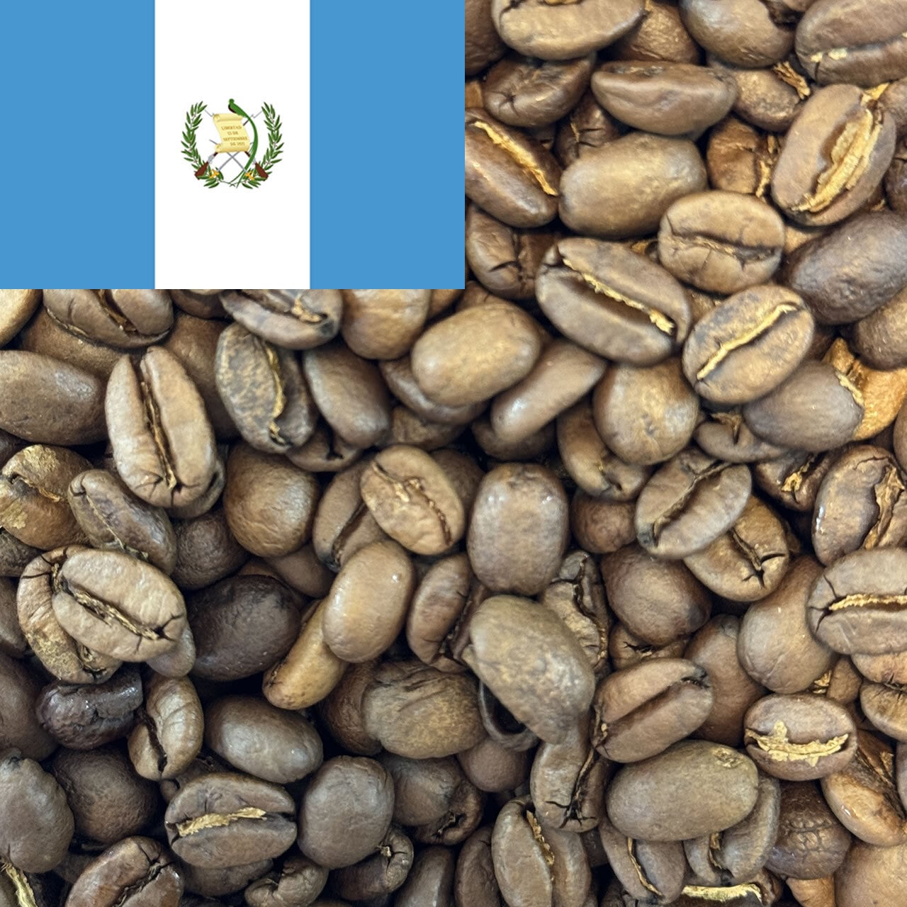 爆安!!【コーヒー生豆】グアテマラSHB ウォッシュド15kg※送料無料 爆安!!【コーヒー生豆】グアテマラSHB ウォッシュド15kg※送料無料