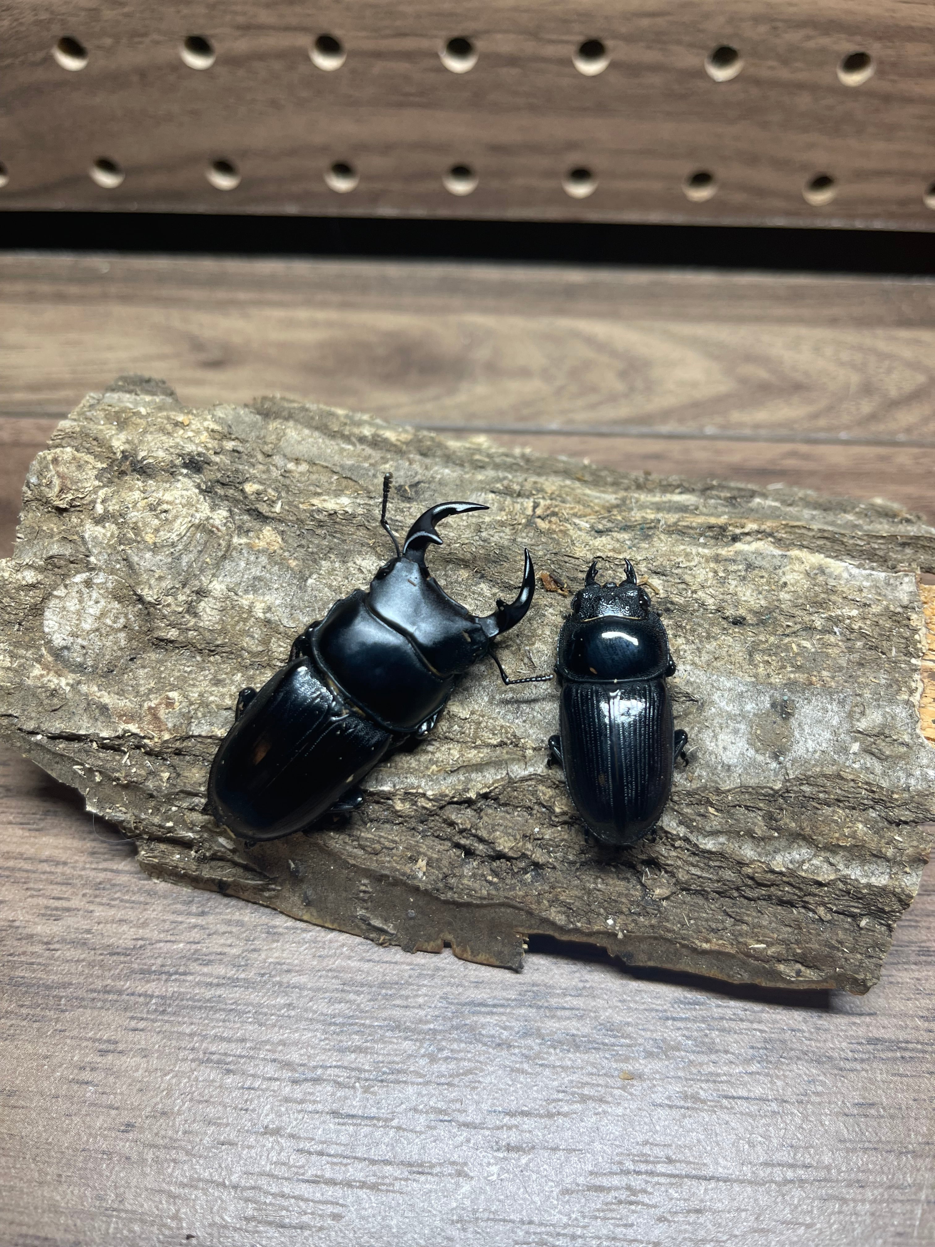 激珍産地ワイルド】天然オオクワガタ(ペア)+オマケ 【公式通販】