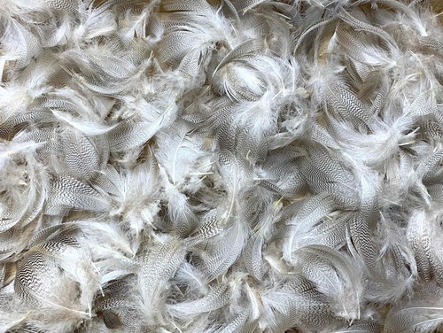 【OULLET】Grey Mallard Feathers BIG PACKAGE 10g