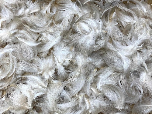 【OULLET】Grey Mallard Feathers BIG PACKAGE 10g
