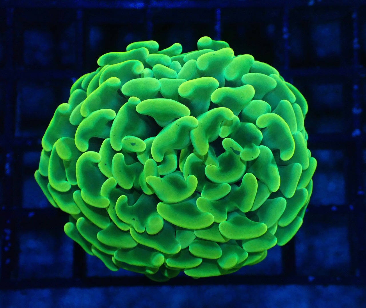 ParaAncora "GlowYellow" 4