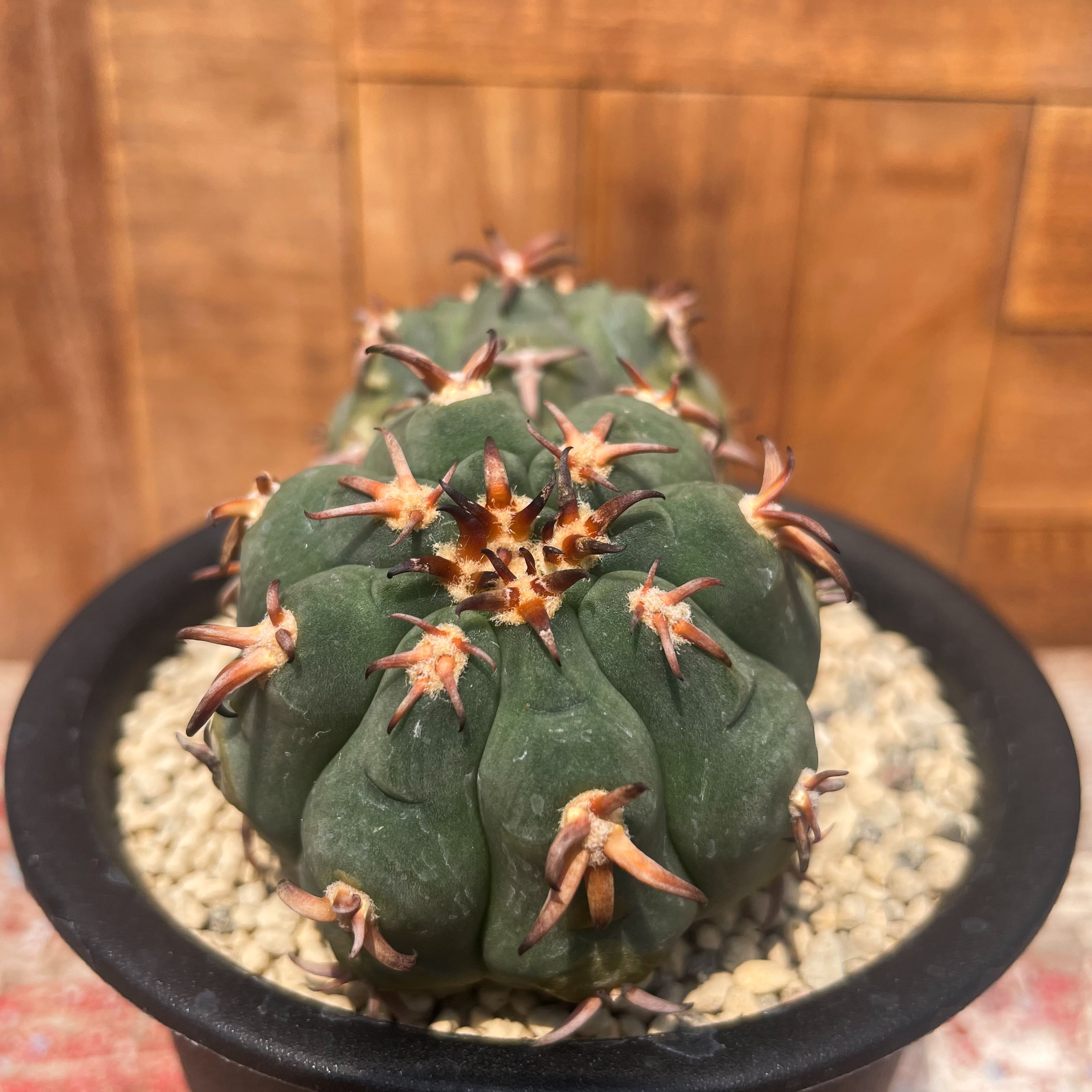 サボテン マクドガリー カキ仔自根 オルテゴカクタス （18）