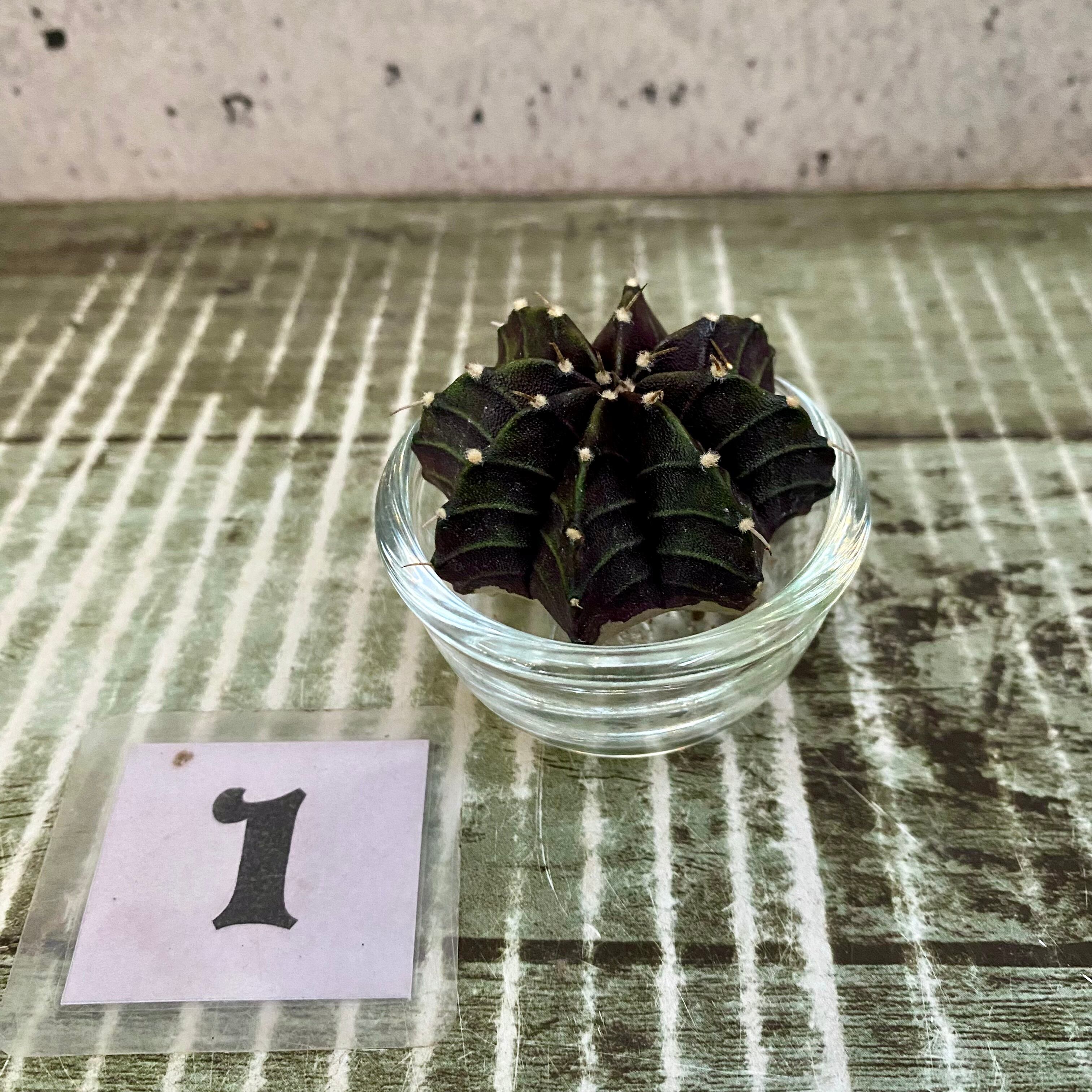 ラストです！レアです‼︎ 黒いサボテン ギムノカリキウム 『ブラック