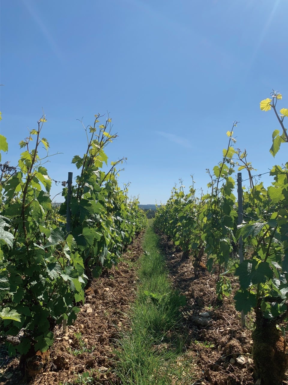 新VT【ピコネ】ヴィーニュ・ド・シャルル ロゼ (2019)