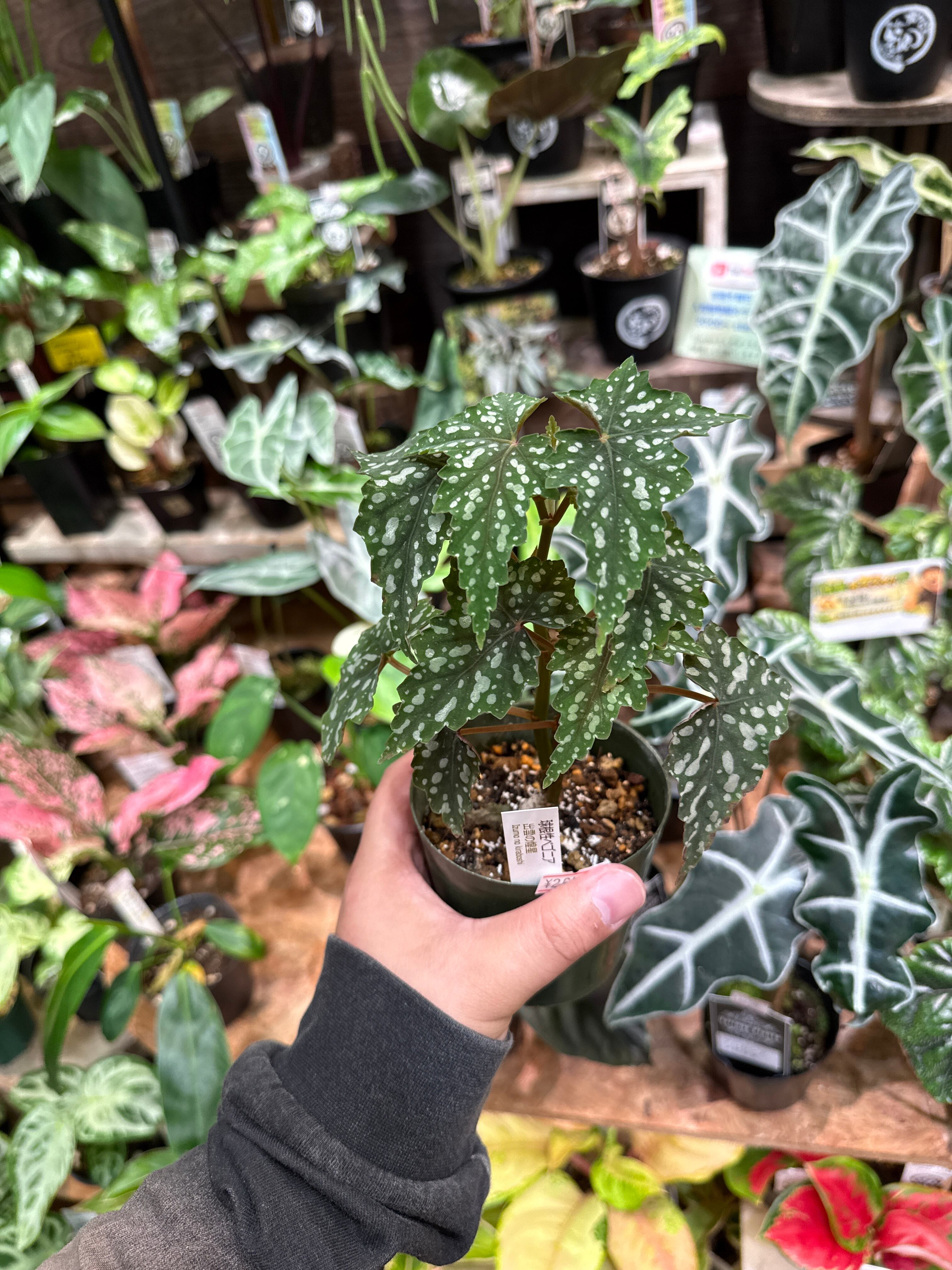 ベゴニア・ペペロミアなど | Gardenえん 【観葉熱帯植物】