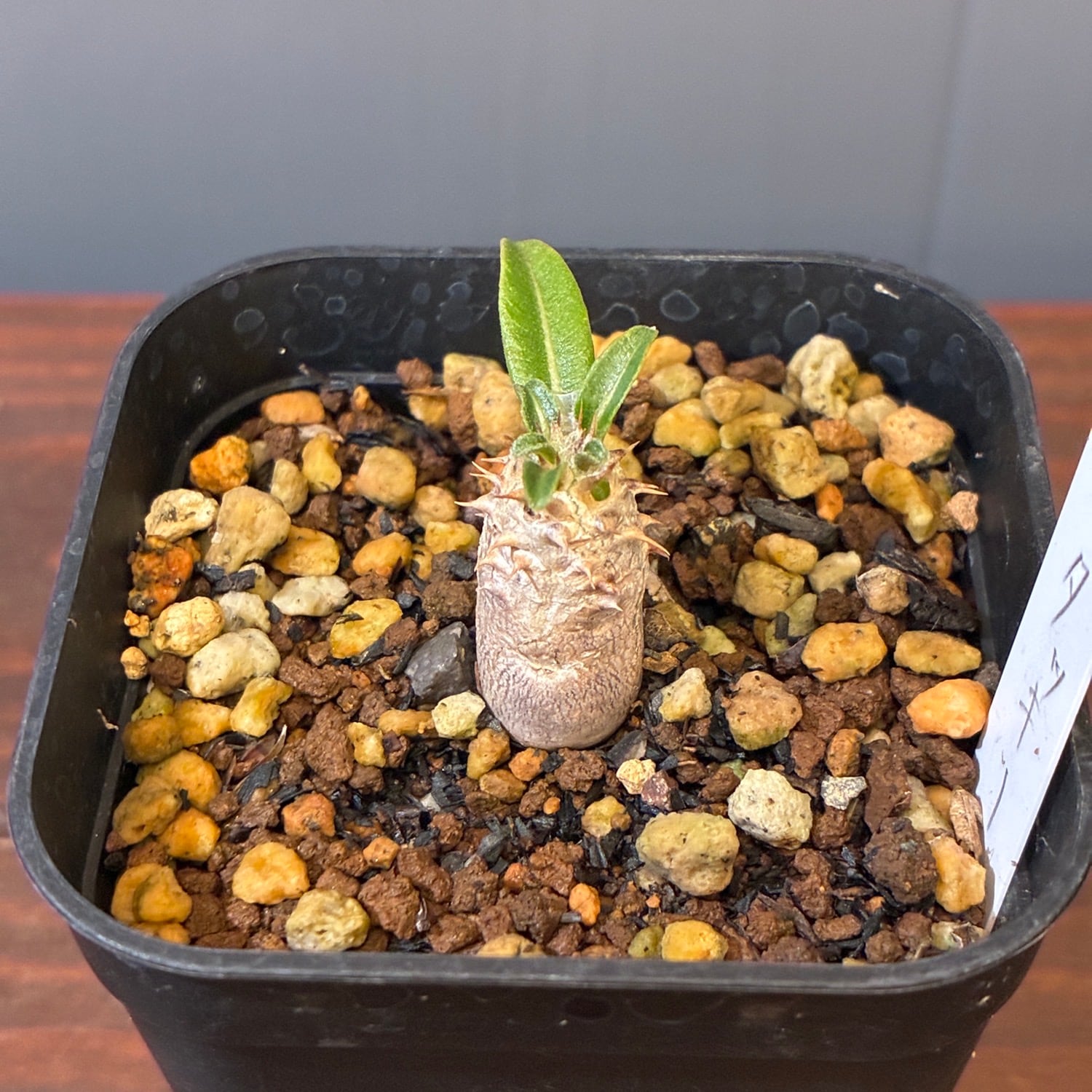 新着3日限定10%OFF】パキポディウム タッキー【701】 | PROTOLEAF