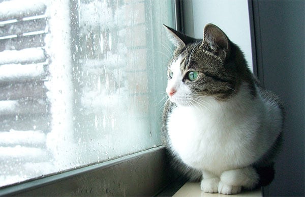 猫 ポストカード The Cat who....また行きたしや、雪の上へ(雪ウサギ) 10x14.8センチ(cm)官製はがきサイズ 猫写真 はがき ねこ葉書 ネコハガキ Postcard